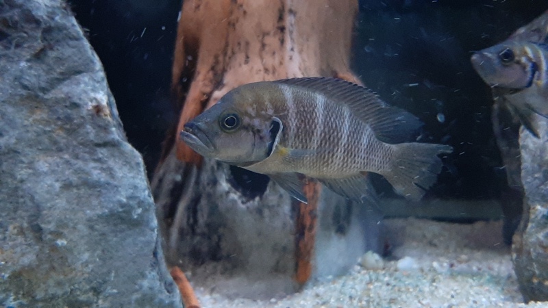 Neolamprologus savoryi 'Sibwesa'